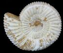 2" Perisphinctes Ammonites Fossils - Madagascar - Photo 5